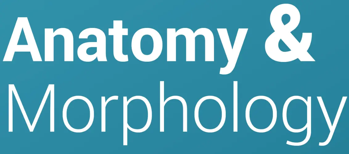 Logo Anatomy & Morphology